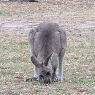Day 6 – Our first camping trip in Australia